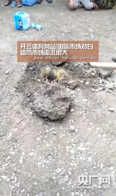 开云体育网站|国际市场对白蜡木市场需求很大(图4) 开云体育官网